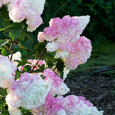 Hortensie Paniculata Vanille Fraise Ghiveci 3L  - Bulbshop