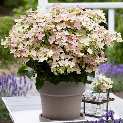 Hortensie Paniculata Polestar Ghiveci 3L  - Bulbshop