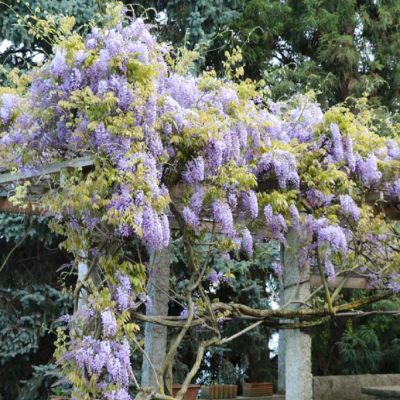 Glicina "Amethyst Falls" Wisteria Ghiveci 5L - Bulbshop