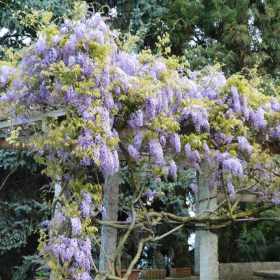 Glicina "Amethyst Falls" Wisteria Ghiveci 5L - Bulbshop