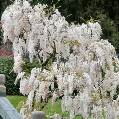 Glicina Alba "Japoneza" Wisteria Ghiveci 5L - Bulbshop