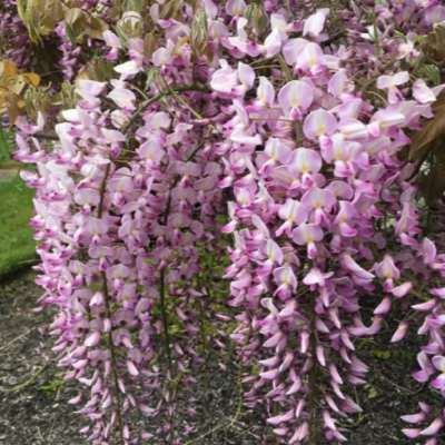 Glicina Roz "Pink Chinensis" Wisteria Ghiveci 5L