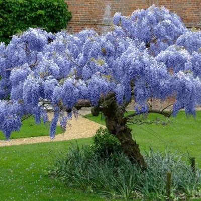 Glicina Albastra "Chinezeasca" Wisteria Ghiveci 5L