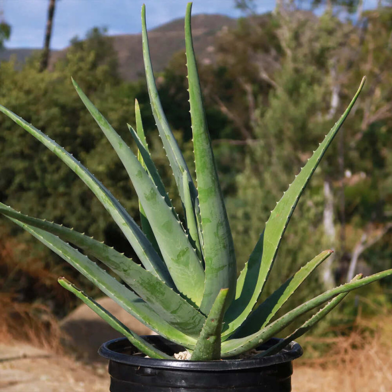 Aloe Vera la Ghiveci de 2L 40-50cm - Bulbshop
