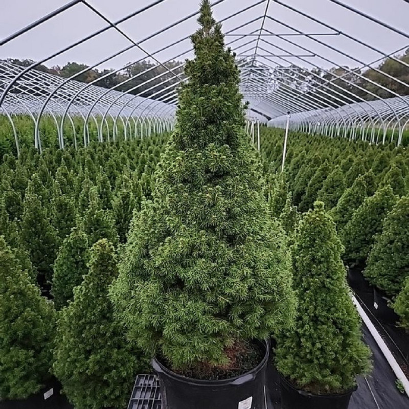 Molid Conic "Picea Conica" Ghiveci 3L 50-60cm - Bulbshop