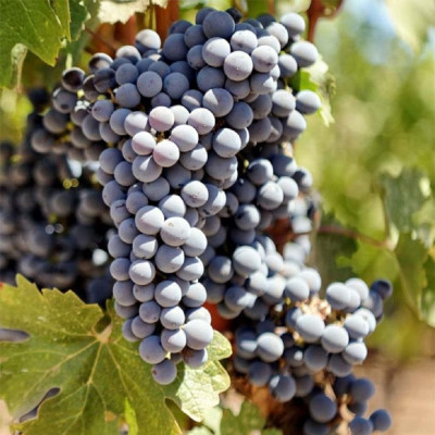 Vita de Vie Butasi "Cabernet Sauvignon" Ghiveci 2L