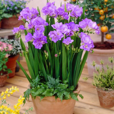 Frezii Albastre Batute "Blush Blue" 5 Bulbi - Bulbshop