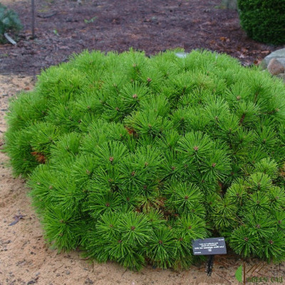 Pinus Densiflora - Pin Rosu Japonez Globular 8L - 80-90cm