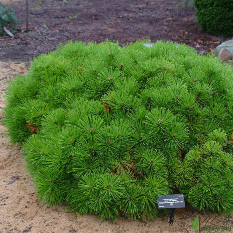 Pinus Densiflora - Pin Rosu Japonez Globular 8L - 80-90cm