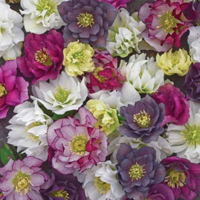 Rădăcini - 10 Helleborus Pachet Deluxe Mix