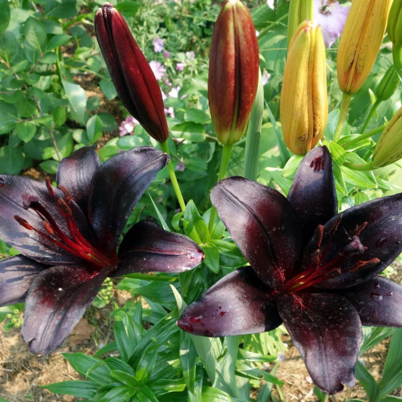 Bulbi de Crini Asiatic "Black Nightrider" Parfumati.