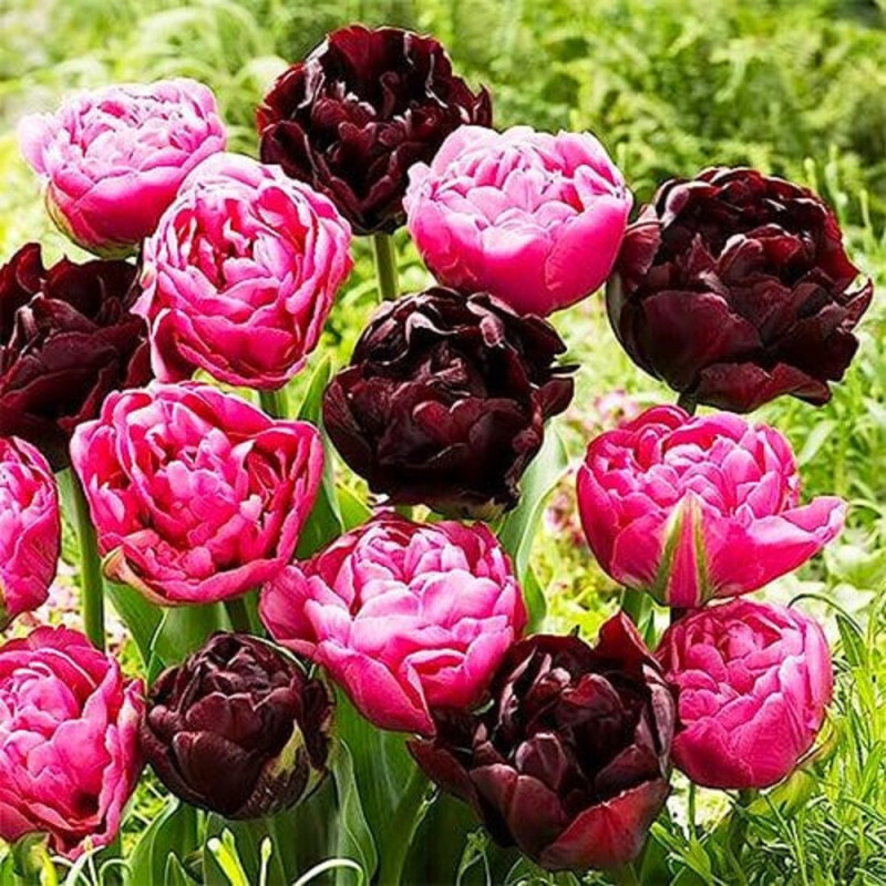 Pachet 40 Bulbi Lalele Bătute Purple Black Collection 12+ (Violet-Negru, Tip Bujor) | Bulbshop.ro