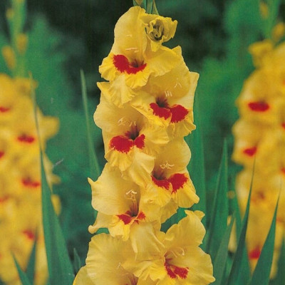 Gladiole Marvinka 3 Bulbi/Pachet - Bulbshop