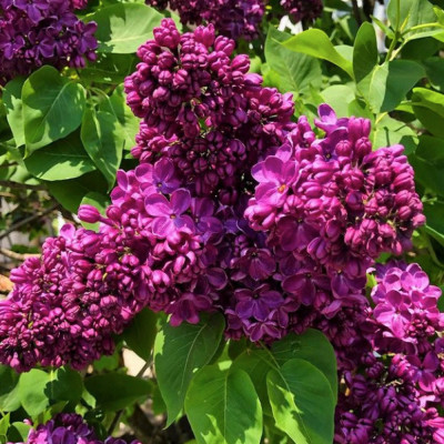 Liliac Yankee Doodle - Syringa - Ghiveci 5L - Bulbshop