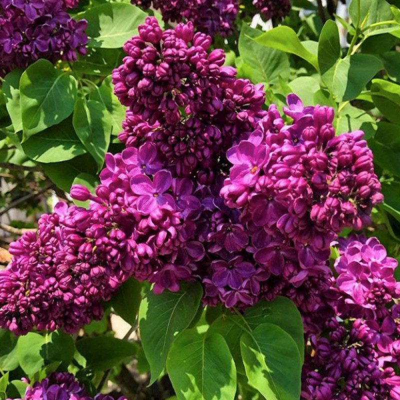 Liliac Yankee Doodle - Syringa - Ghiveci 5L - Bulbshop