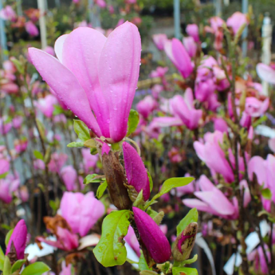 Magnolie "Ann" Ghiveci 5L (50-60 cm) - Bulbshop