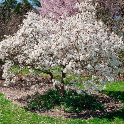 Magnolie "Royal Star" Ghiveci 5L 50-60 cm - Bulbshop