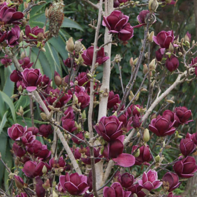 Magnolia "Pure Red" Ghiveci 5L 50-60 cm - Bulbshop