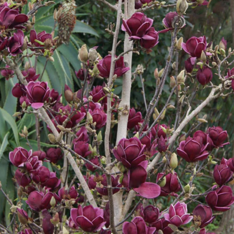 Magnolia "Pure Red" Ghiveci 5L 50-60 cm - Bulbshop