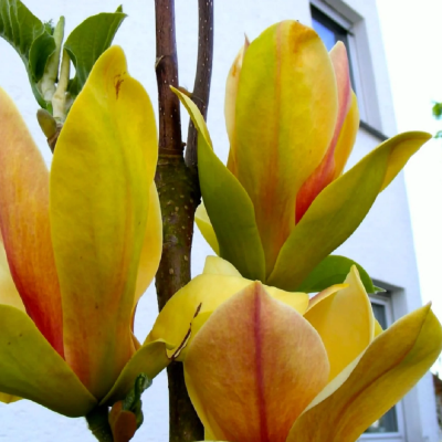 Magnolia Galbena "Sunsation" Ghiveci 5L 80-100cm - Bulbshop