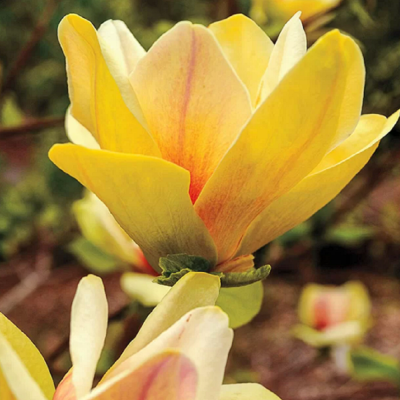 Magnolie Galbena "Yellow River" Ghiveci 5L - Bulbshop