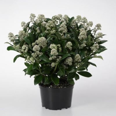 Liliac Japonez "Skimmia Japonica" Ghiveci 40L - Bulbshop