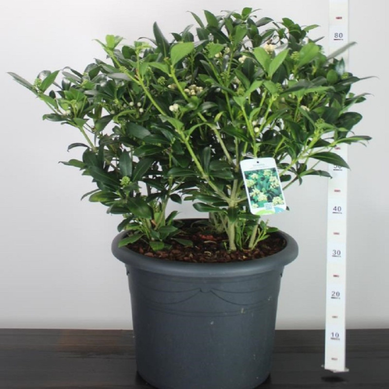 Liliac Japonez "Skimmia Japonica" Ghiveci 40L - Bulbshop