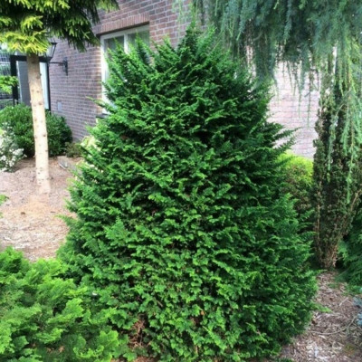 Chamaecyparis Obtusa "Teddy Bear" - Ghiveci 3L - Bulbshop