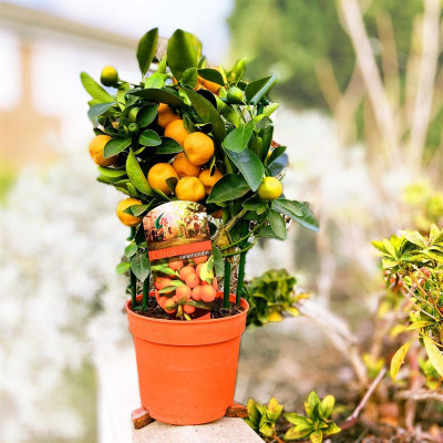 Citrus Calamondin Ghiveci 2L (30-40cm) - Bulbshop