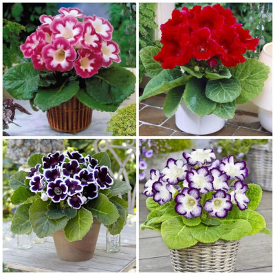 Mix Gloxinia (8 Bulbi) - Roșu, Roz, Violet, Albastru | Bulbshop