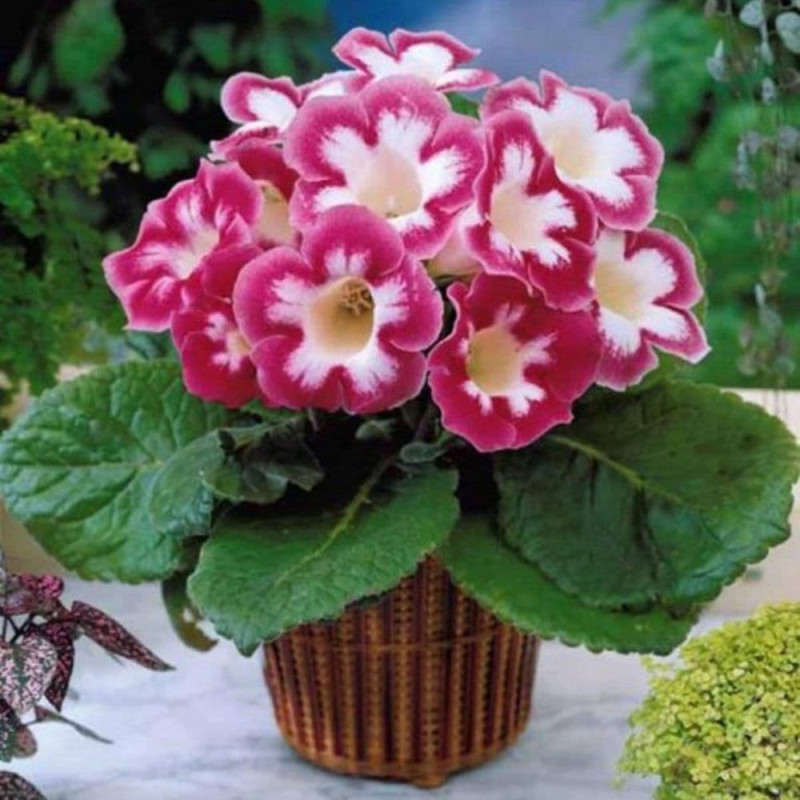 Bulbi Gloxinia Blanche de Meru - Pachet 2 Bucăți | Bulbshop.ro