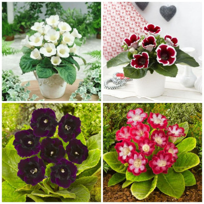 Mix Gloxinia (8 Bulbi) - 4 Culori Variate | Bulbshop