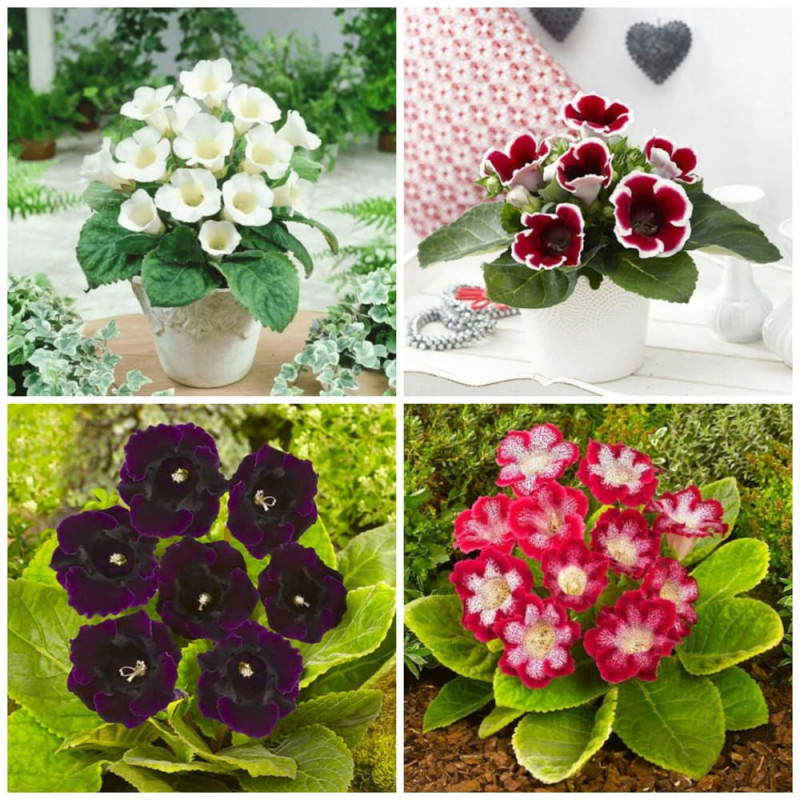 Mix Gloxinia (8 Bulbi) - 4 Culori Variate | Bulbshop