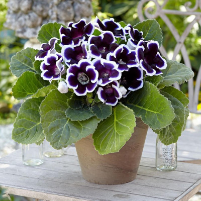 Bulbi Gloxinia Kaiser Wilhelm - Pachet 2 Bucăți | Bulbshop.ro