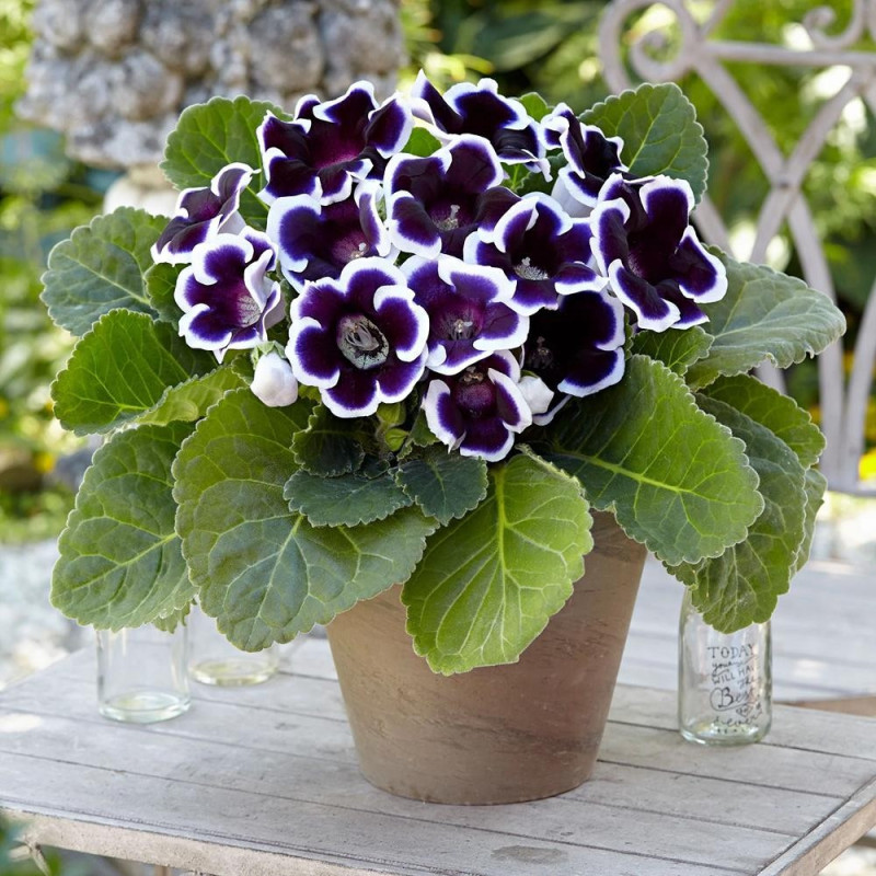 Bulbi Gloxinia Kaiser Wilhelm - Pachet 2 Bucăți | Bulbshop.ro