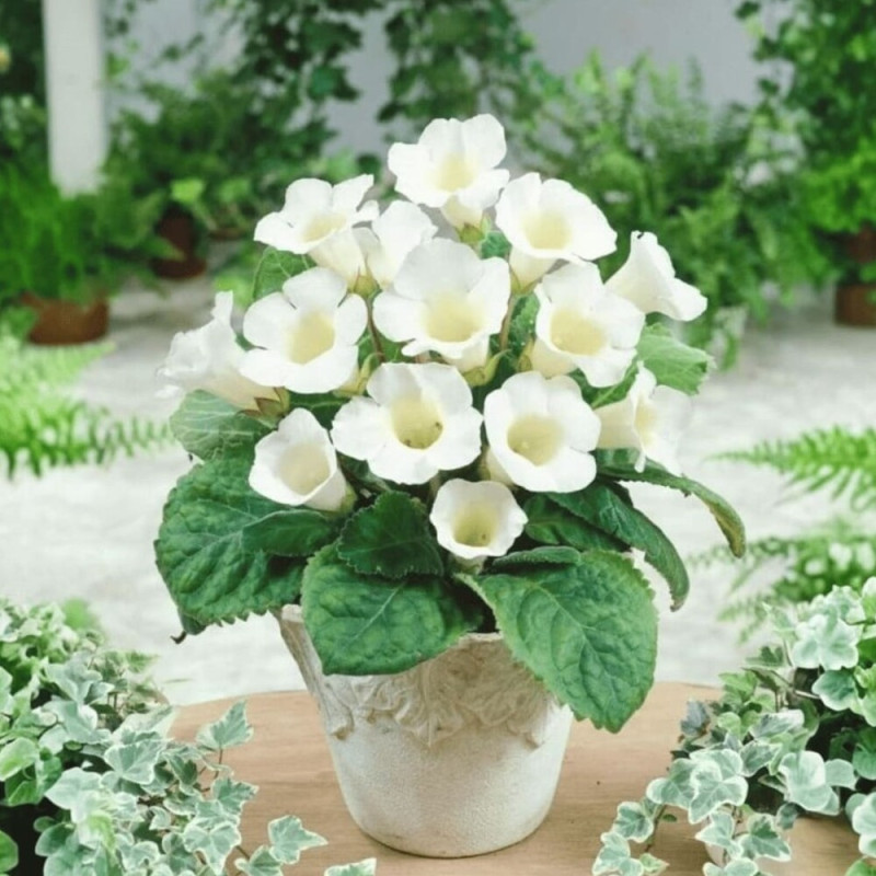 Bulbi Gloxinia Mont Blanc (Albă) - Pachet 2 Bucăți | Bulbshop.ro
