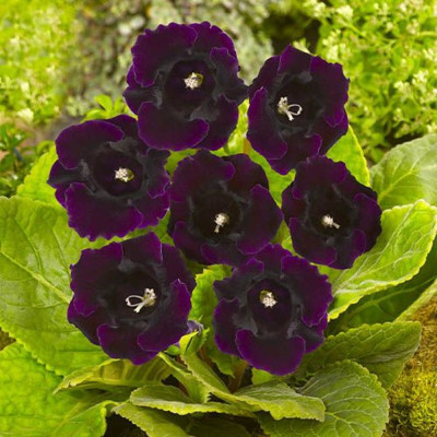 Bulbi Gloxinia Violacea - Pachet 2 Bucăți | Bulbshop.ro