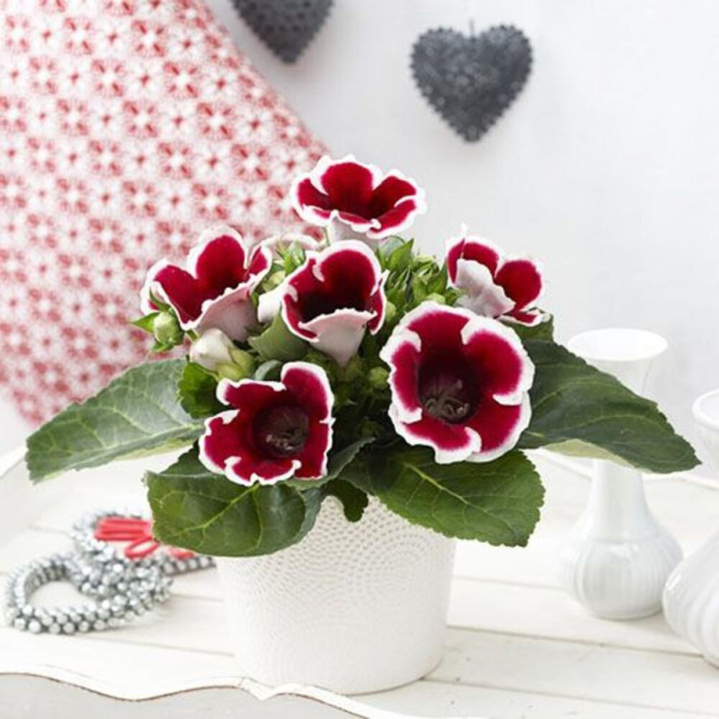 Bulbi Gloxinia Kaiser Friedrich - Pachet 2 Bucăți | Bulbshop.ro