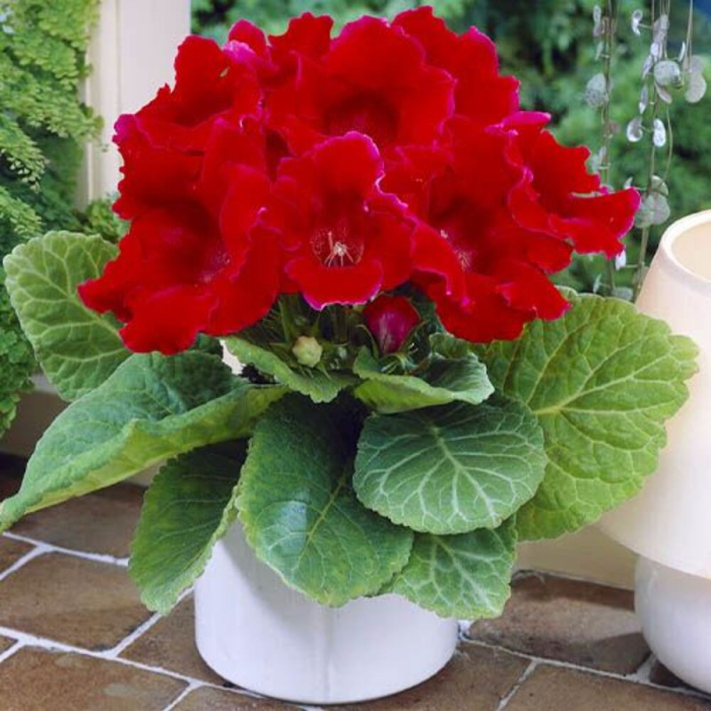 Bulbi Gloxinia Defiance Roșie - Pachet 2 Bucăți | Bulbshop.ro