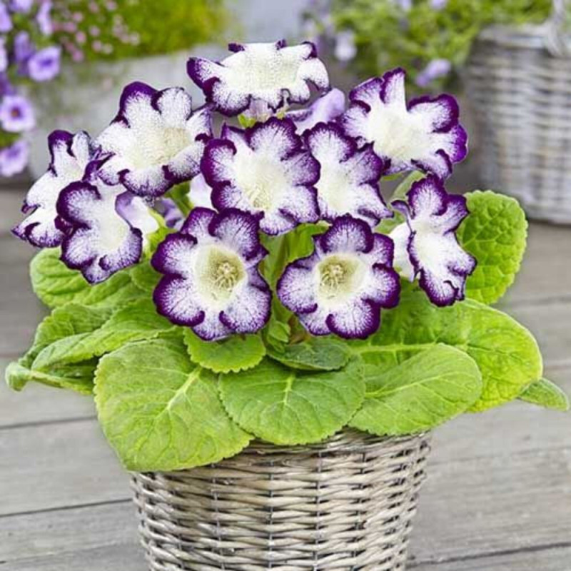 Bulbi Gloxinia Tigrina Blue - Pachet 2 Bucăți | Bulbshop.ro