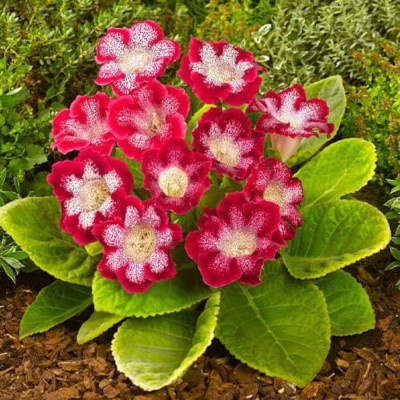 Bulbi Gloxinia Tigrina Red - Pachet 2 Bucăți | Bulbshop.ro