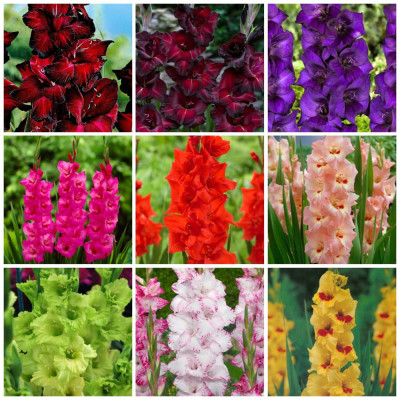 Gladiole "Pachet 100 Bulbi in 9 Culori" - Bulbshop
