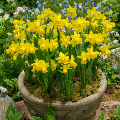 Narcise Ambalate "Tete-a-Tete" 3 Bulbi (12-14) - Bulbshop