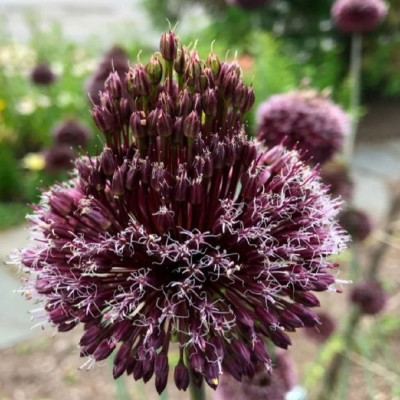 Bulbi de Allium Ambalati "Forelock" (14-16) - Bulbshop