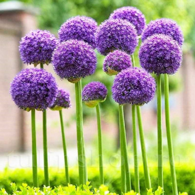Bulbi Allium Ambalati "Gladiator" (20+) - Bulbshop