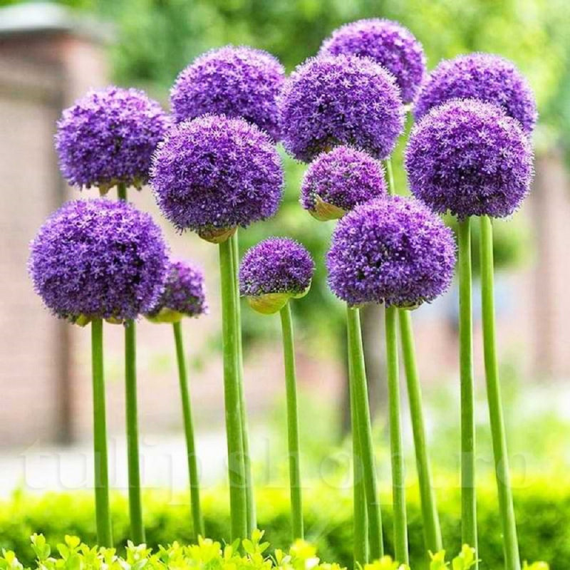Bulbi Allium Ambalati "Gladiator" (20+) - Bulbshop