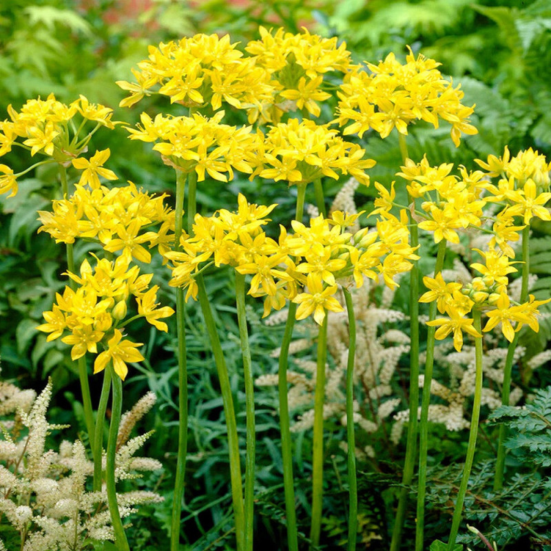 Allium Ambalati "Molly" 10 Bulbi (5-6) - Bulbshop