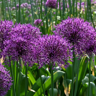 Allium Ambalati "Purple Rain" 3 Bulbi (10-12) - Bulbshop