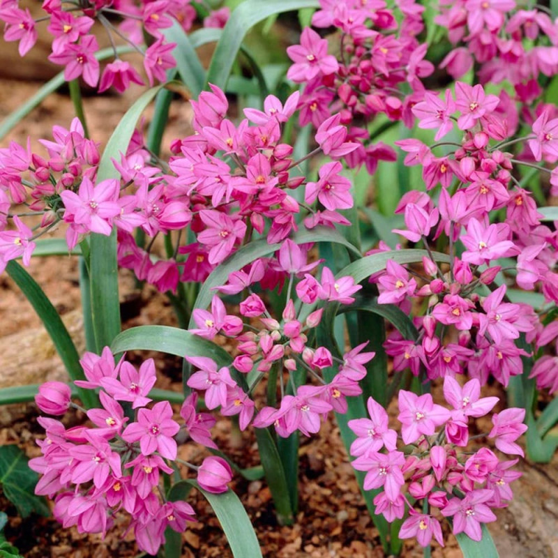 Allium Ambalati "Oreophilum" 10 Bulbi (5+) - Bulbshop
