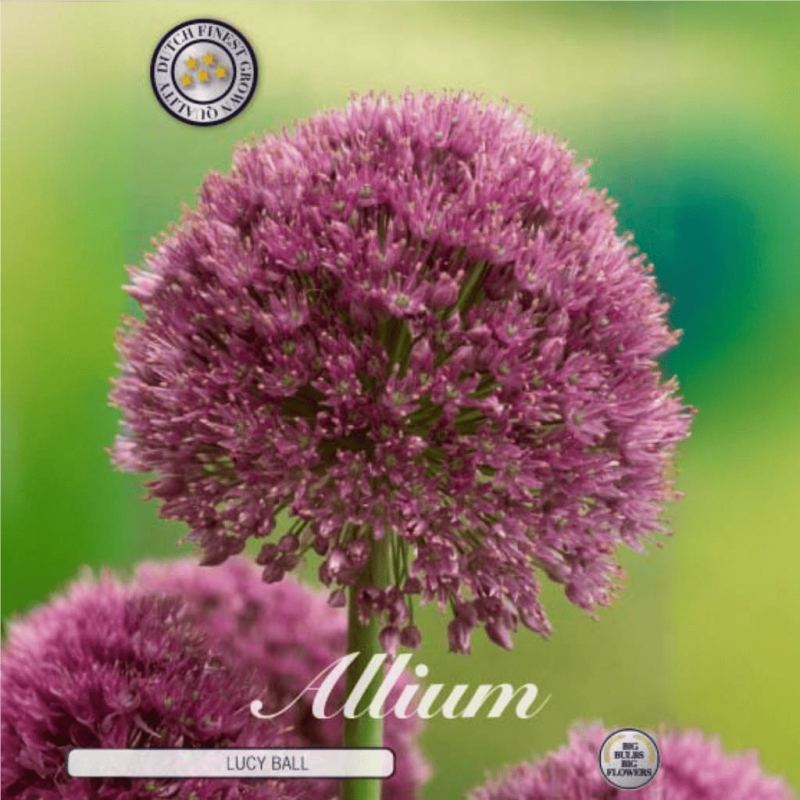 Allium Ambalati "Lucy Ball" 1 Bulb (22-24) - Bulbshop